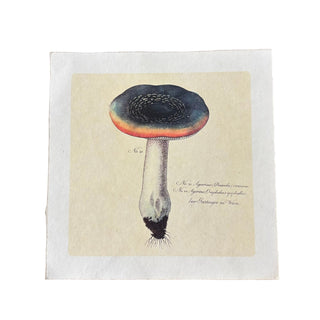 11"x11" Rainbow Shroom - Flora & Fauna Collection