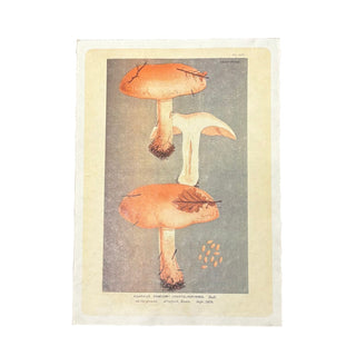 12"x16" Shroom Trio - Flora & Fauna Collection