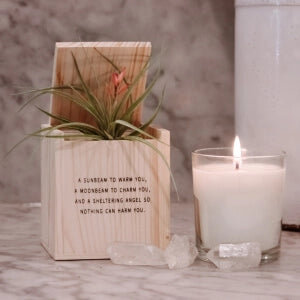 Decorative candle holder with air plant
