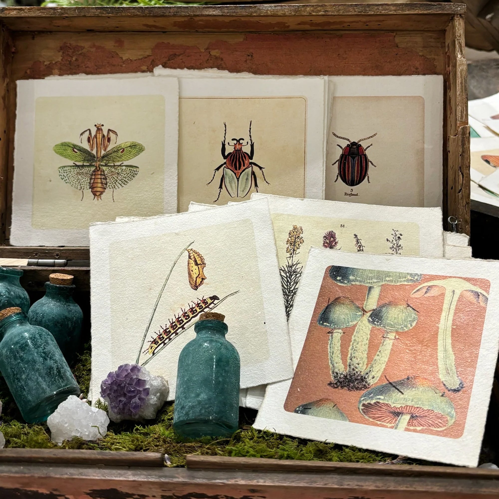 Flora & Fauna Collection