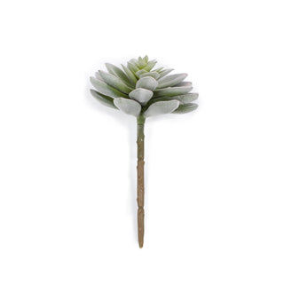 ***Hen Succulent Stem