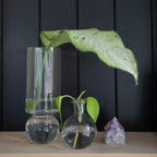 ***Small Glass Vase