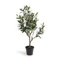 ***Olive Tree Drop- In