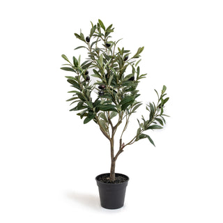 ***Olive Tree Drop- In
