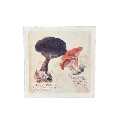 Flora & Fauna 8 x 8