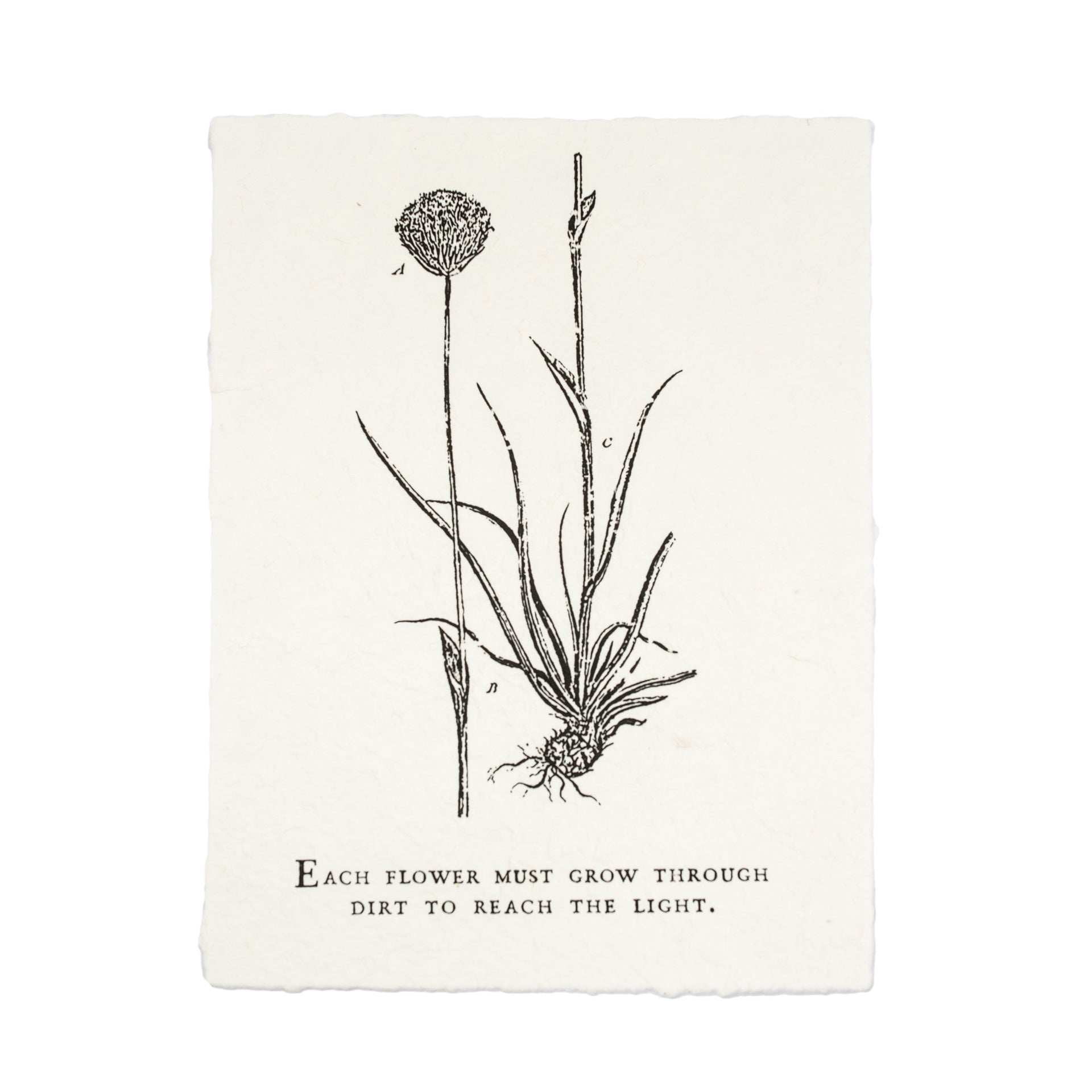 Botanical Handmade Paper Print