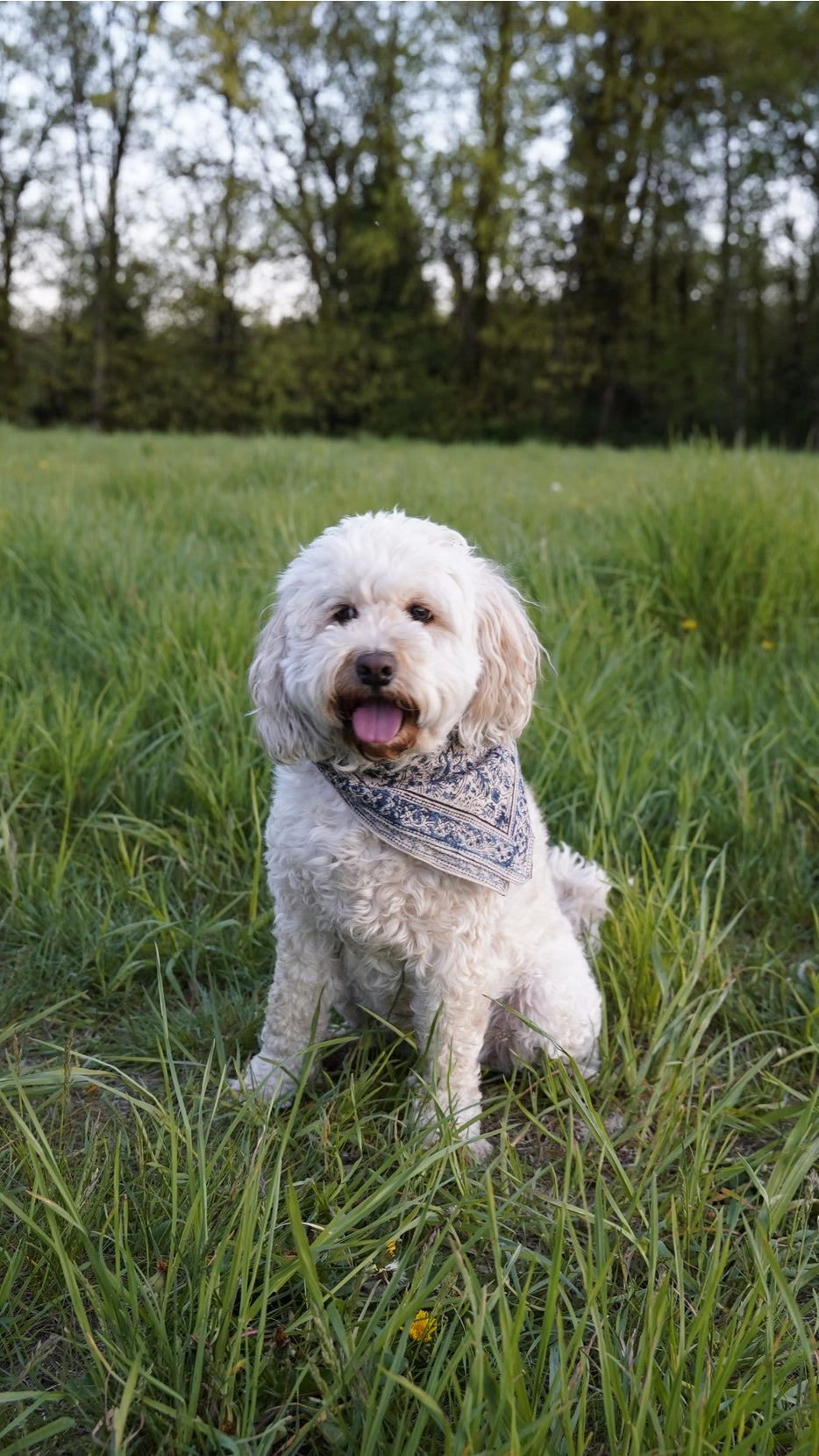 Bandana -  Blue Acanthus