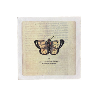 8"x8" Yellow Butterfly - Flora & Fauna Collection