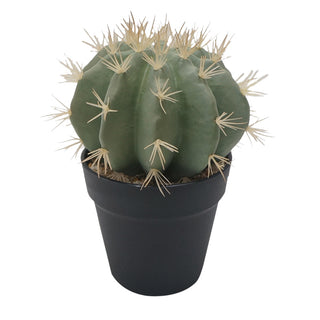 Small Coryphantha Cactus with Pot