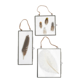 1st Edition Assorted Plumes Collection - Set of 6