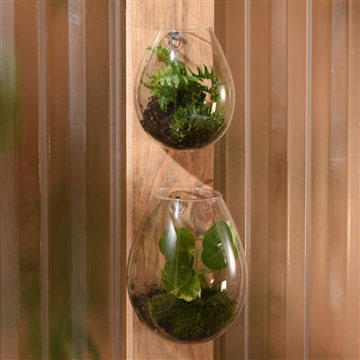 Sole Wall Terrarium, Glass