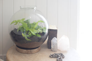 Large Glass Terrarium 16.4"x16.4"