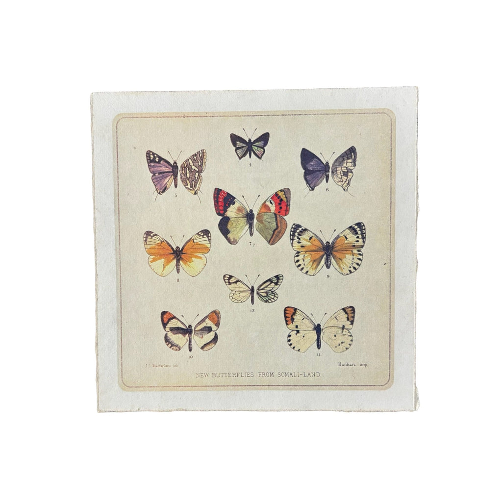 8"x8" Butterfly Cluster - Flora & Fauna Collection