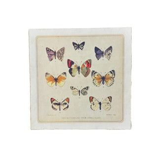 8"x8" Butterfly Cluster - Flora & Fauna Collection