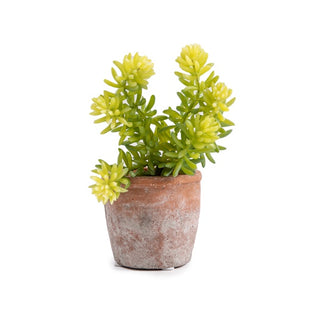 ***Succulent Pick #2