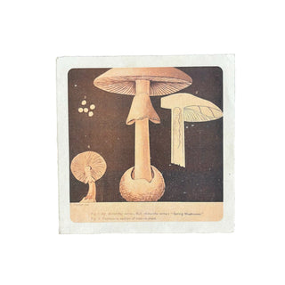 8"x8" Shrooms on Olive - Flora & Fauna Collection