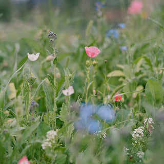 Pollinator Wildflower Seed Blend