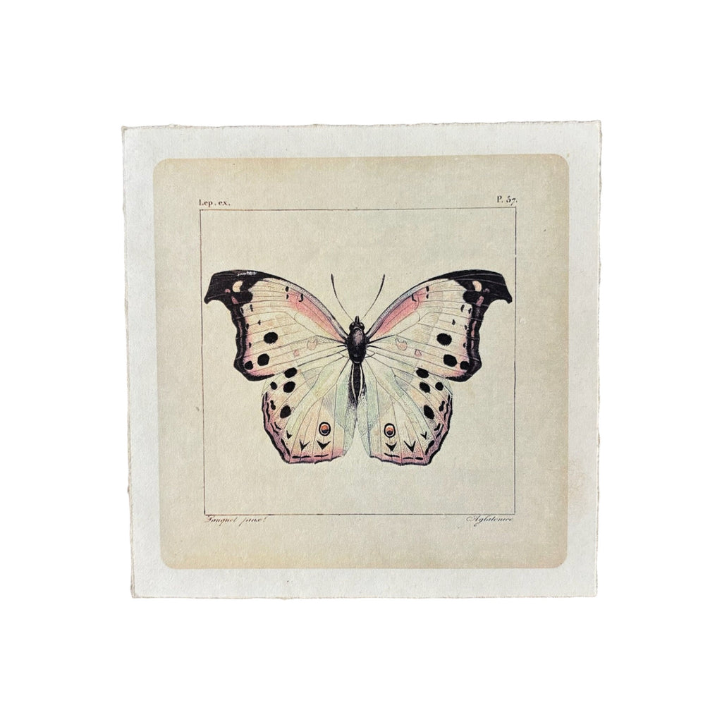 8"x8" White Butterfly - Flora & Fauna Collection