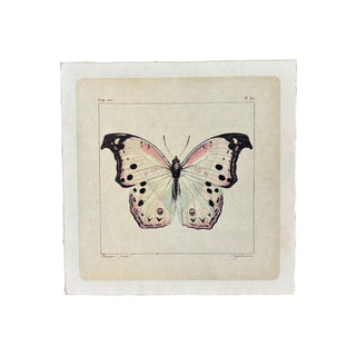 8"x8" White Butterfly - Flora & Fauna Collection