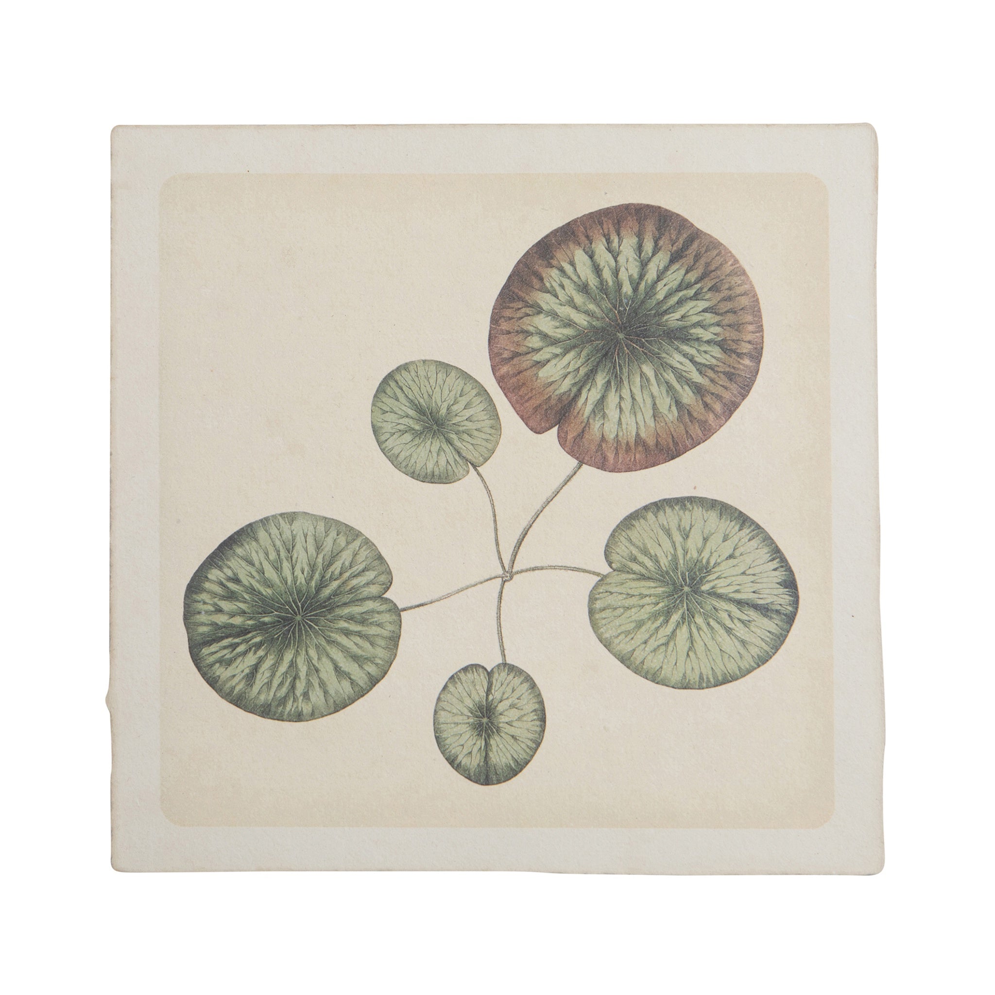 8"x8" Water Lily - Flora & Fauna Collection