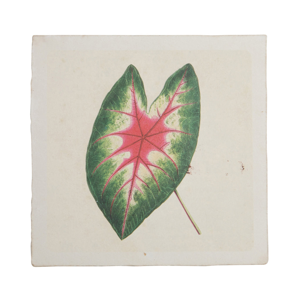 8"x8" Caladium Leaf - Flora & Fauna Collection