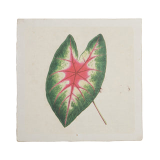 8"x8" Caladium Leaf - Flora & Fauna Collection