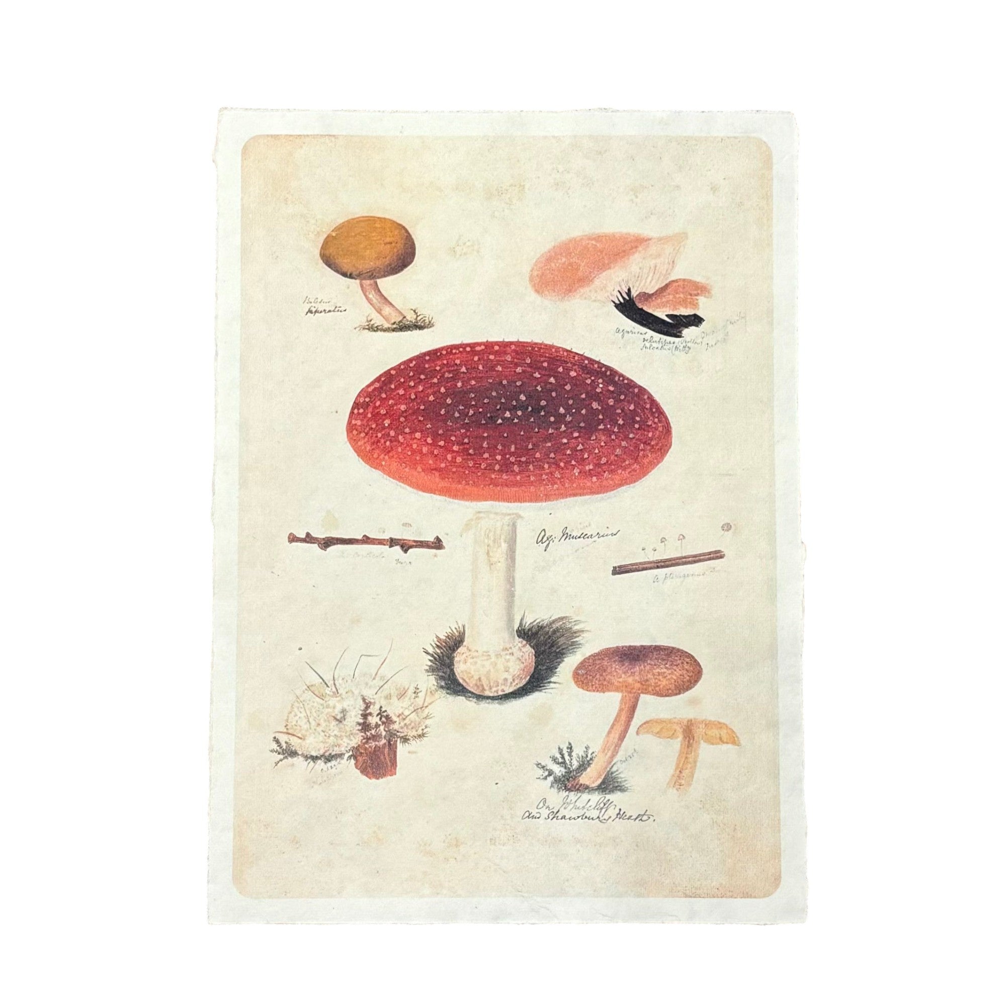 Flora & Fauna 12 x 16