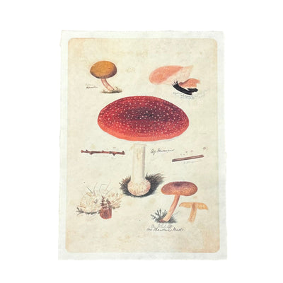 Flora & Fauna 12 x 16