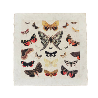 11"x11" Dancing Butterflies - Flora & Fauna Collection