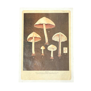 12"x16" Shroom Roots - Flora & Fauna Collection