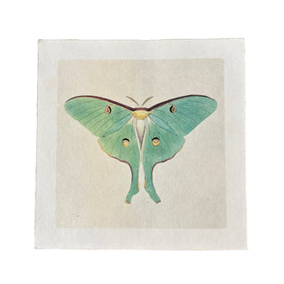 11"x11" Green Luna Moth - Flora & Fauna Collection