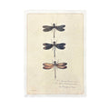 12"x16" Dragonfly Trio - Flora & Fauna Collection