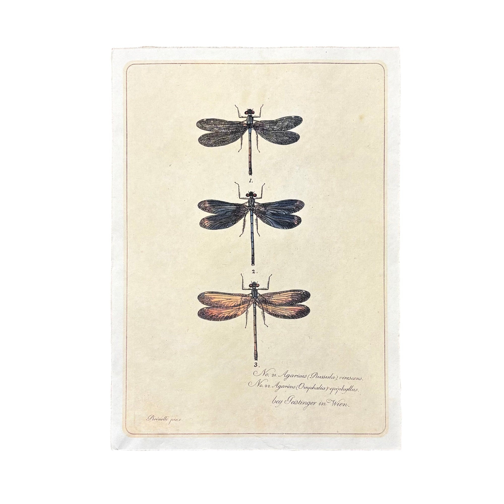 12"x16" Dragonfly Trio - Flora & Fauna Collection