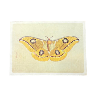 16"x12" Yellow Moth - Flora & Fauna Collection