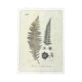 12"x16" Growing Fern - Flora & Fauna Collection
