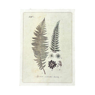 12"x16" Growing Fern - Flora & Fauna Collection