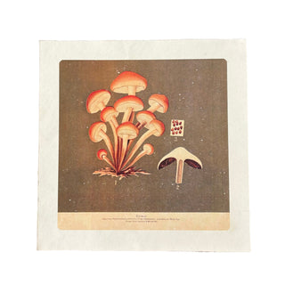 11"x11" Shroom Bunch - Flora & Fauna Collection