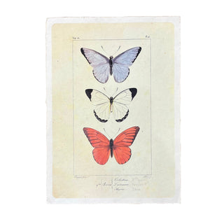 12"x16" Butterfly Trio - Flora & Fauna Collection