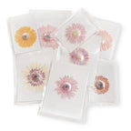 Large Pressed Botanicals- Gerbera