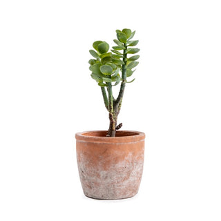 ***Succulent Stem #3