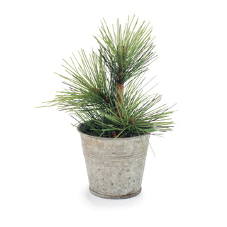 Mini Pine Tree In Tin Pot