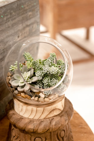 Glass Terrarium with Wood Base with succulents