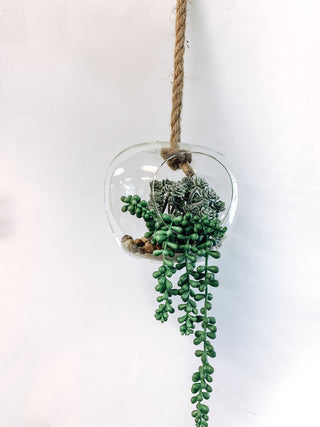 dom shaped hanging terrarium