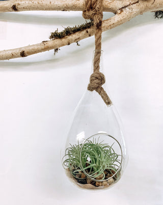teardrop shaped hanging terrarium
