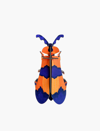 studio roof winged beetle